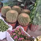مشتل ابو الريان لتنسيق الحدائق وبيع الشتلات والزهور