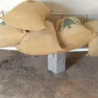 حب ذره جيزانية احمر