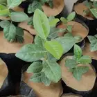 شتلات شجرة الضبر ( كمية محدودة )