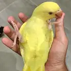 درة لاتينو