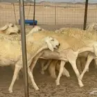 غنم حريات رخال