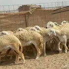 غنم حريات رخال