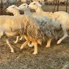 غنم حريات دفيع شرط اسنانها سدس عددها 4
