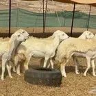 رخال حرش
