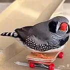 مطلوب زيبرا