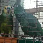 جوز امزوني مختلف
