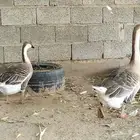 جوز وز عراقي اصيل الكوبرا للبيع