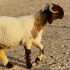 خروف فحل نعيمي صنف خصم