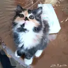 قطط للبيع