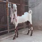 تيس حجازي