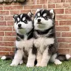 كلاب هاسكي جراوي