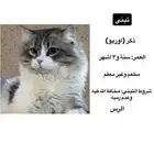 قطط