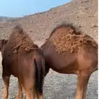 2 قعدان 9 اشهر وبكرة 7 اشهر للبيع