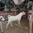 فحل بيشي