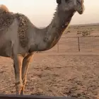 للبيع بعير اشعل