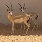 ريم عربي منتج