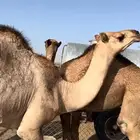 حشوان