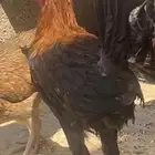 ديك عربي العمر سبع اشهور وامه عندي وانا مربيه وهو صوص صغير