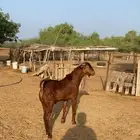 فحول دهم رباع وسديس
