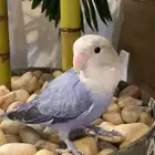 روز طيور انباع انباع انباع