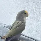 روز منتج