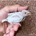 فرخ جاوا دايلوت مميز