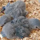 فروخ روز محلي محجلة