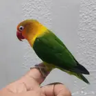 ببغاء فيشر
