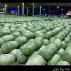 توريد بطيخ( جح )