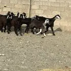 جفار عوارض