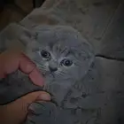 للبيع 5 قطط كيتن سكوتش فولد وراغدول العمر 43 يوم