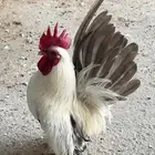 زوج دجاج اقزام جبانيز كلومبي منتج بفروخه