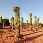 نخل مثمر للبيع خلاص صقعي برحي شيشي هلالي سكري