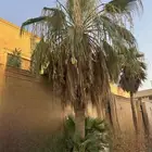 نخله للبيع