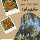 للبيع تمر سكري 65 ريال