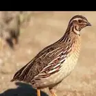 سمان حي مهاجر صيد اليوم 10 أجواز