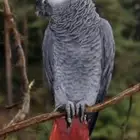 انثى كاسكو افريقي