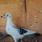 للبيع انثى سباق كويتيه 25