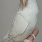 ذكر روز البينو منتج
