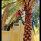 تركيب وتشذيب أشجار النخيل والعناية بها