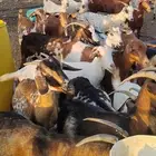 غنم معزا مراح للبيع