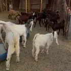 عندي تيوس للبيع