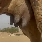 خلفه ساحليه معها قعود افلح من ذكر الله