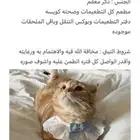 قطه للتبني