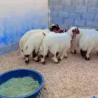 ذبيح نعيم الرياض حي الشفاء أي مكان نوصل فيه ذبح باقي ثلاثه