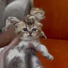 للبيع انثى سكوتش بيور مستوى فاخر تم البيع