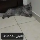 بسة للتبني