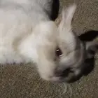 قط شيرازي للبيع