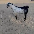 تيس بيشي صنف