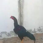 ديك باكستاني سندي